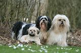 LHASSA APSO 194